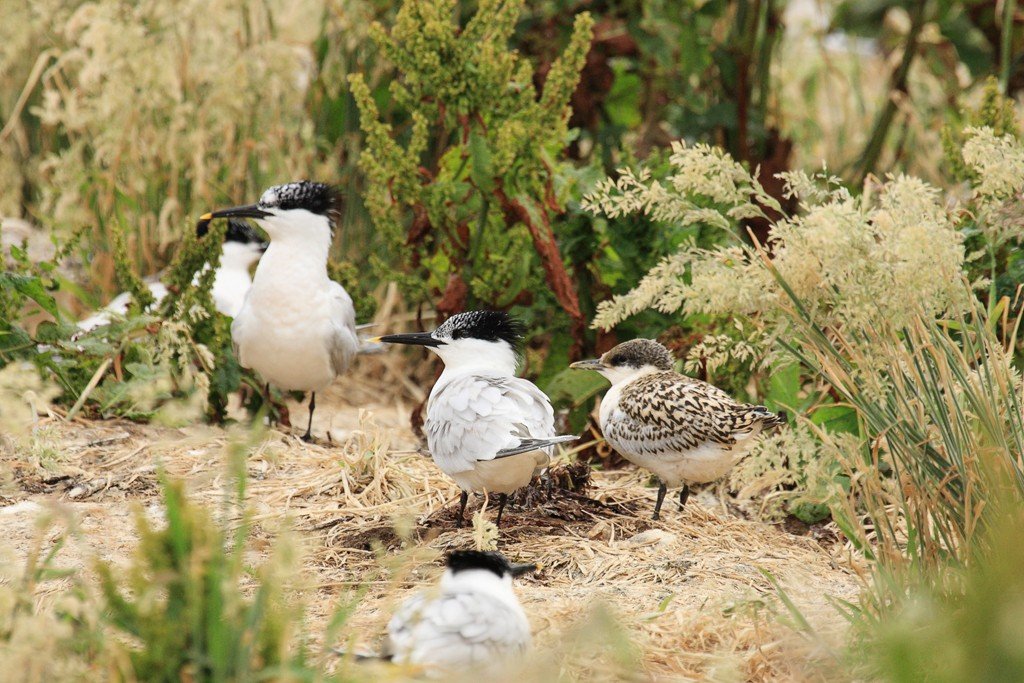Sandwich Tern at Nest