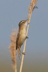 Sedge Warbler