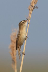 Sedge Warbler