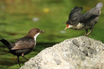 Common Dipper