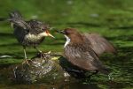 Common Dipper