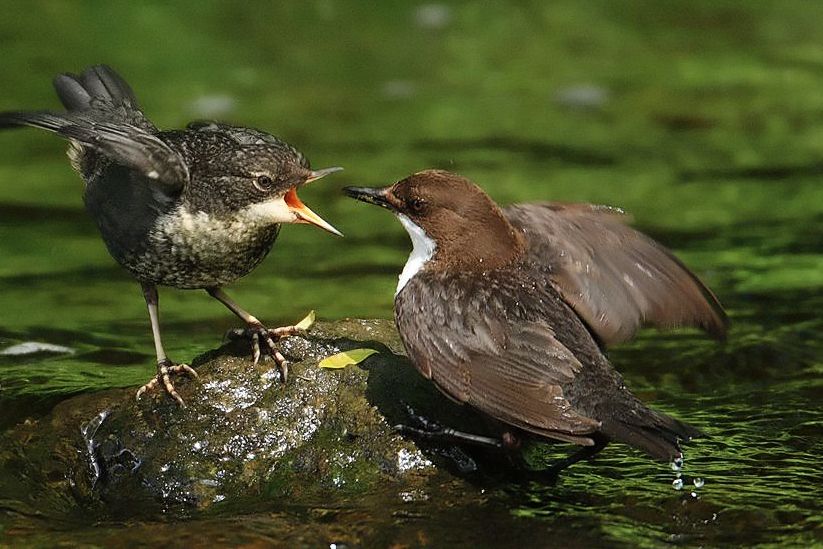 European Dipper Feeding Chick