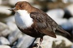 Common Dipper