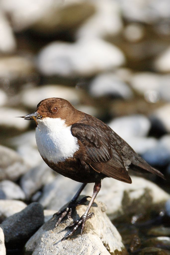 European Dipper or White-throated Dipper