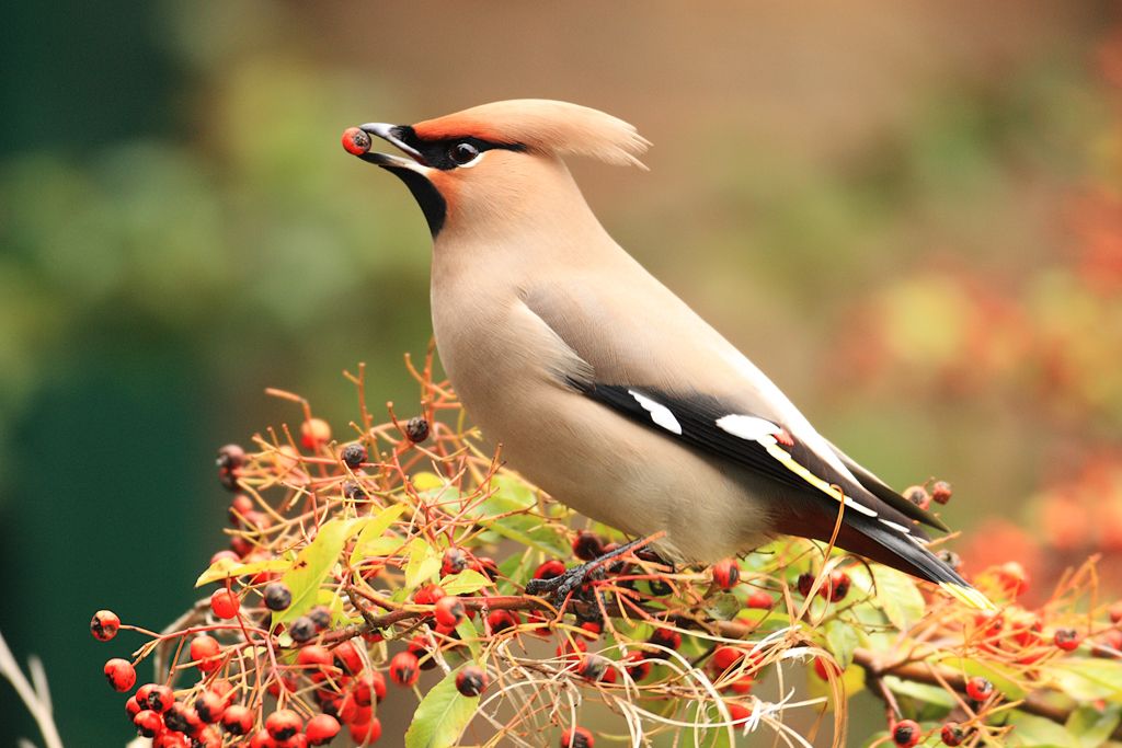Waxwing