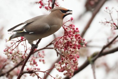 Waxwing with Berries