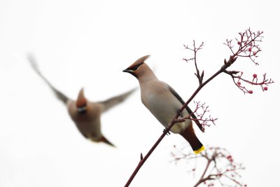 Waxwing with Berries
