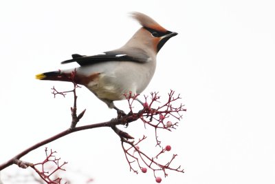 Waxwing with Berries