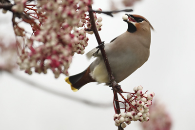 Waxwing with Berries