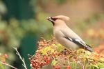 Waxwing