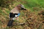 Jay Head Crest