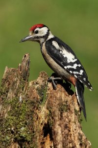 Great Spotted Woodpecker Gallery