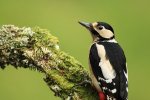 Great Spotted Woodpecker Gallery