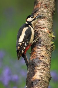 Great Spotted Woodpecker Gallery
