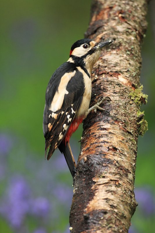 Great Spotted Woodpecker and Bluebells