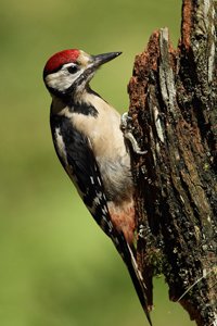 Great Spotted Woodpecker Gallery