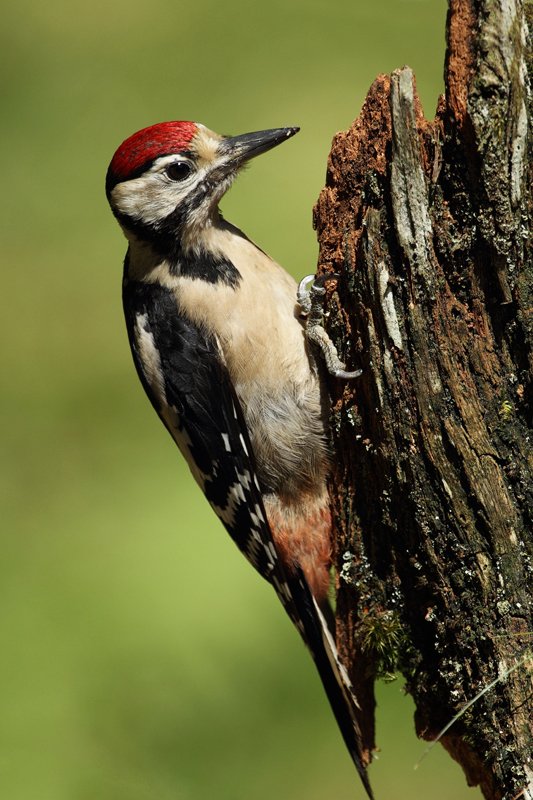 Great Spotted Woodpecker Clinging to Tree