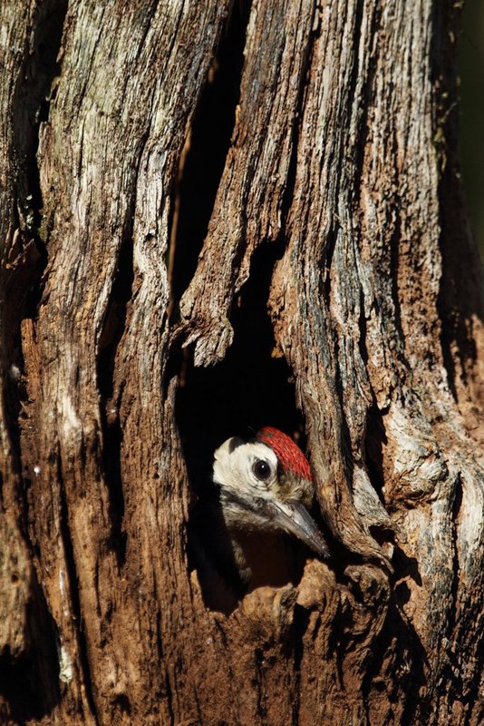 Woodpecker Pops its Head Out of hole in tree