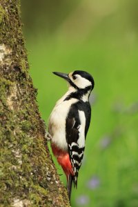 Great Spotted Woodpecker Gallery