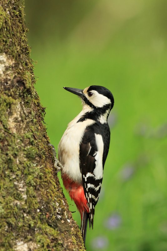 Great Spotted Woodpecker in bluebell Forrest