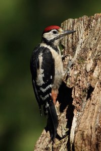 Great Spotted Woodpecker Gallery