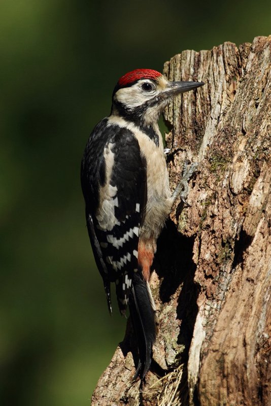 Great Spotted Woodpecker Perched on Tree