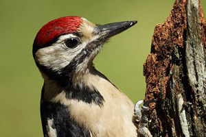 Great Spotted Woodpecker