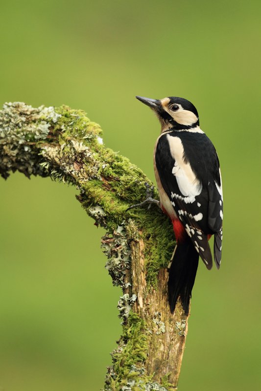 Great Spotted Woodpecker on Mossy Log