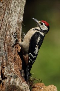 Great Spotted Woodpecker Gallery
