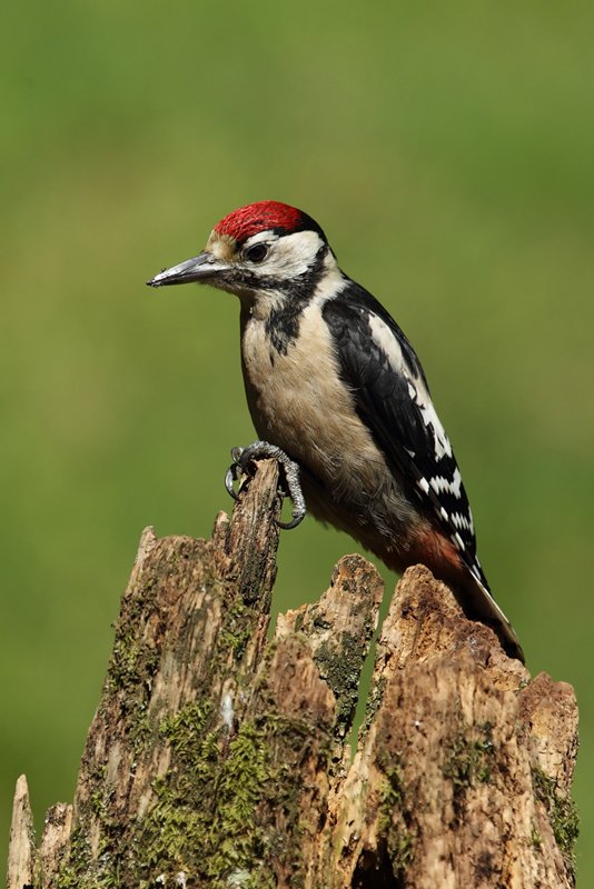 Woodpecker Perches
