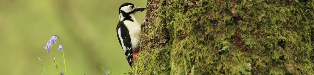 Great Spotted Woodpecker Gallery