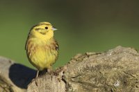 Yellowhammer