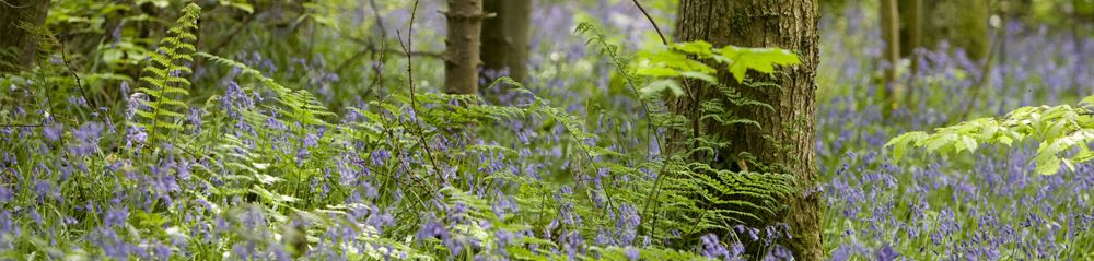 Bluebells