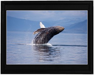 Framed Humpback
