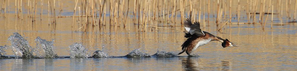 The Private Life of The Great Crested Grebe