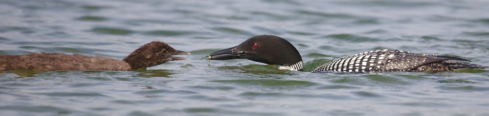 Great Northern Diver