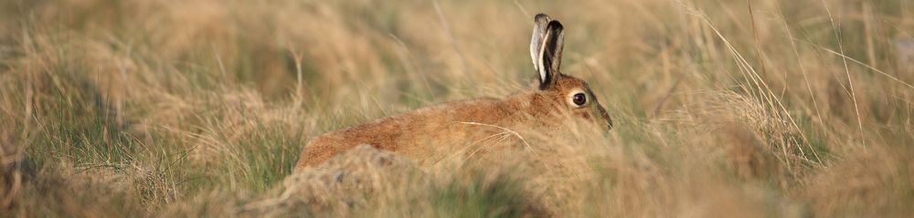 Hare Banner