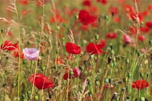  Poppy Field