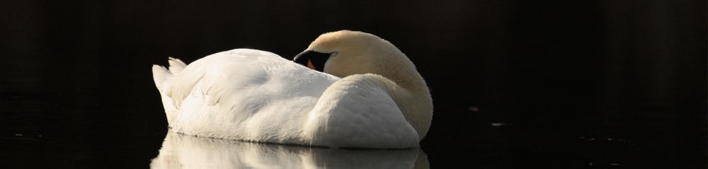 Mute Swans Courting Gallery