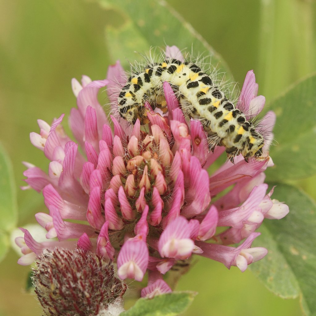 6-Spot Burnet Caterpillar