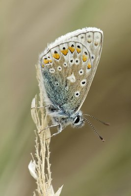 Common Blue Butterfly