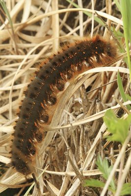 Euthrix-potatoria