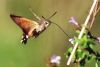 Hummingbird Hawk-moth