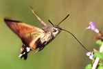 Hummingbird Hawk-moth
