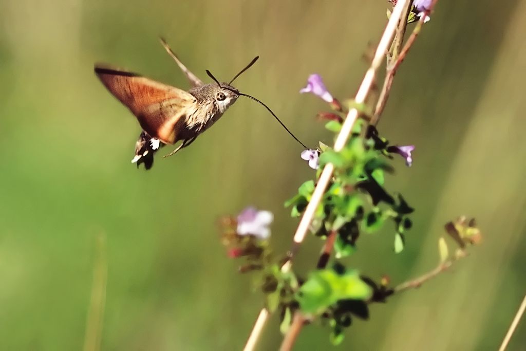 Hummingbird Hawk-moth Feeding