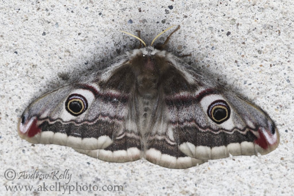 Emperor Moth