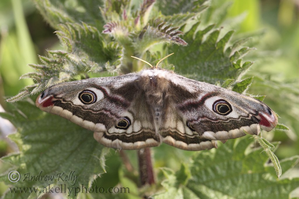 Emperor Moth on Nettle