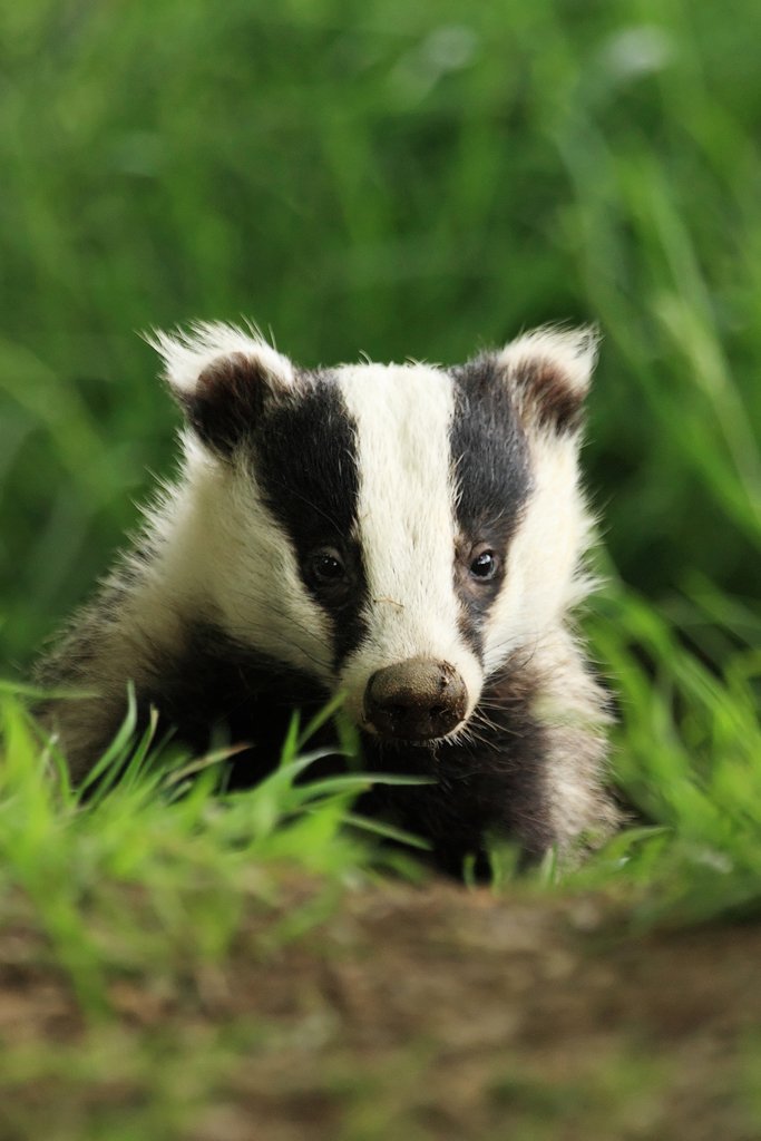 Badger Emerging from Sett