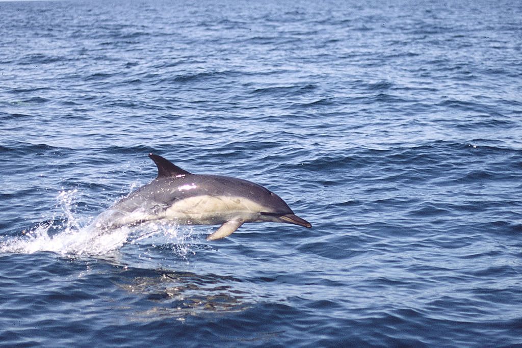 Common Dolphin in West Cork