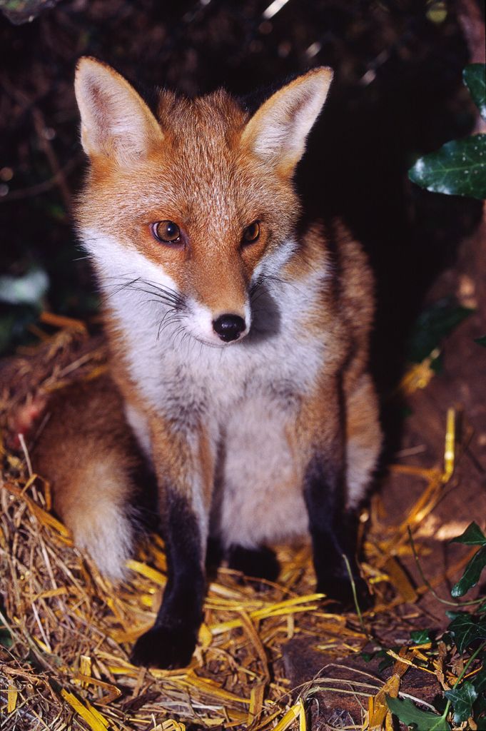 Fox